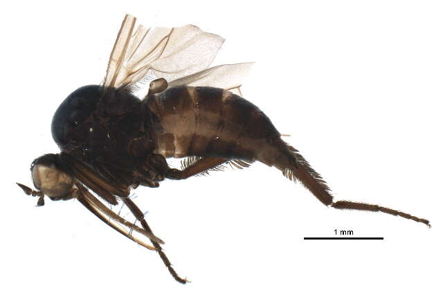 Image of Rhamphomyia