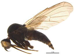 Image of Empis