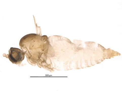 Peromyia edwardsi Berest 1994的圖片