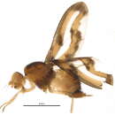 Image of Palloptera muliebris