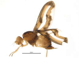 Image of Palloptera muliebris