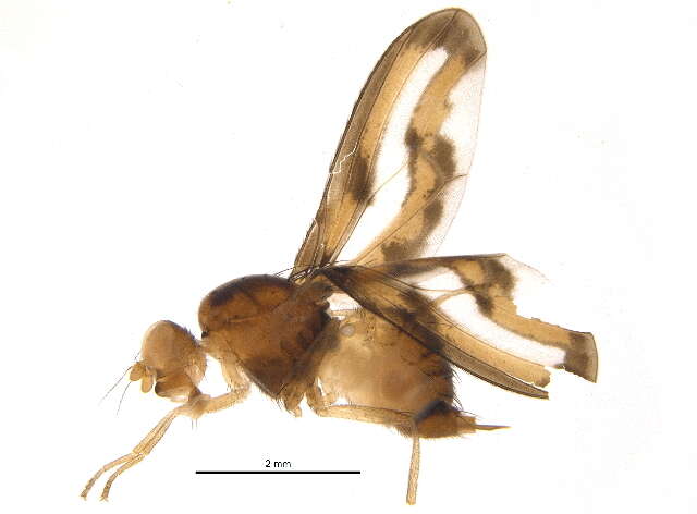 Image of Palloptera muliebris