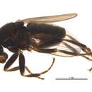 Image of Crumomyia glabrifrons (Meigen 1830)