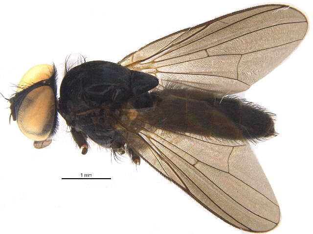 Plancia ëd Fannia coracina (Loew 1873)