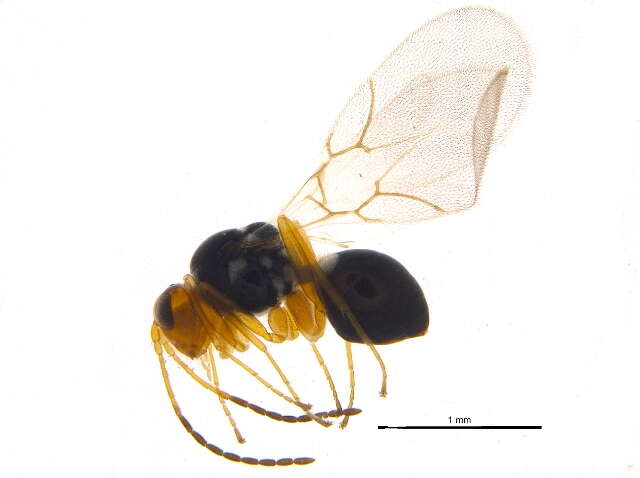 Image of <i>Alloxysta macrophadna</i>