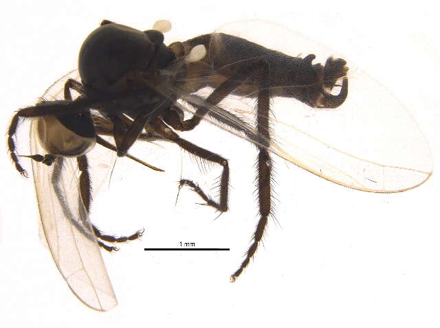 Image of Empis