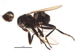 Image of Apteromyia claviventris (Strobl 1909)