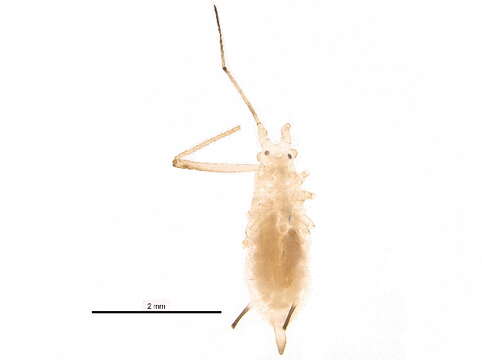 Image of Macrosiphoniella (Phalangomyzus) oblonga