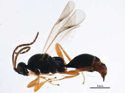 Image of Exallonyx pallidistigma