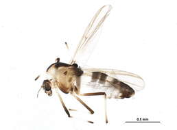 Image of Midge