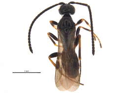 Image of Braconinae