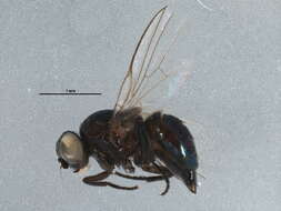 Image of leaf-mining flies