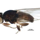 Image of <i>Lasiambia palposa</i> (Fallén 1820)
