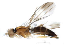 Image of Clusiodes verticalis Collin 1912