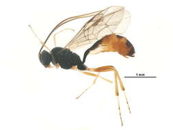 Image of <i>Hyposoter alpicola</i>