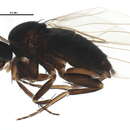 Image of Triphleba