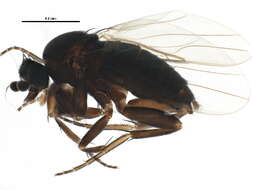 Image of Triphleba