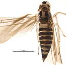 Image of Eupteryx (Eupteryx) tenella (Fallen 1806)