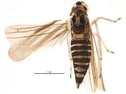 Image of Eupteryx (Eupteryx) tenella (Fallen 1806)