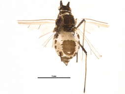 Image of Aphid