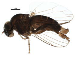 Image de Lindneromyia dorsalis (Meigen 1804)