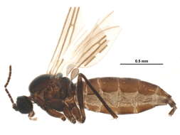 Plancia ëd Bradysiopsis vittata (Meigen 1830)