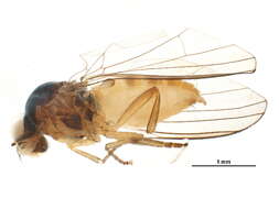 Image of Agathomyia falleni (Zetterstedt 1819)