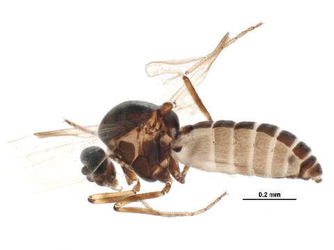 Image of Dasyhelea