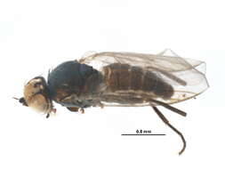 Image of Napomyza