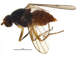 Image of Sphaeroceroidea