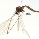 صورة Trichocera saltator (Harris 1776)