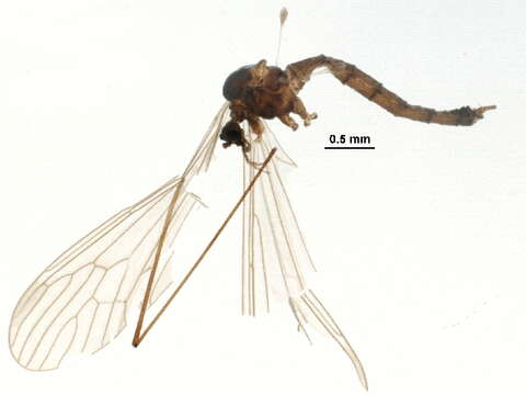 صورة Trichocera saltator (Harris 1776)