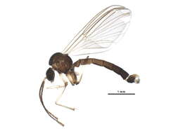 Image of Trichonta apicalis Strobl 1898