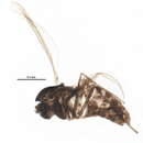 Image of Smittia reissi Rossaro & Orendt 2001