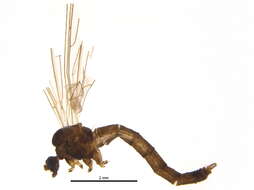 Image of Trichocera saltator (Harris 1776)