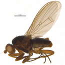 Image of Eccoptomera obscura (Meigen 1830)