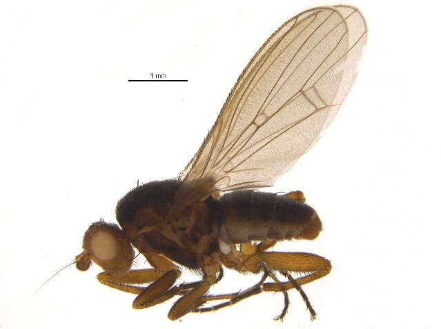 Image of Eccoptomera obscura (Meigen 1830)