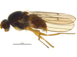 Image of Tephrochlamys flavipes (Zetterstedt 1838)