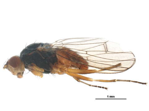 Plancia ëd Tephrochlamys rufiventris (Meigen 1830)