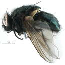 Image of Dasyphora cyanella