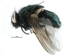 Sivun Dasyphora cyanella kuva