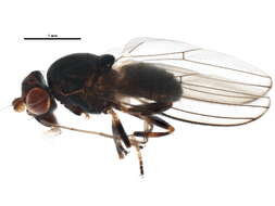 Image of aulacigastrid flies