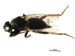 Image of Crumomyia roserii (Rondani 1880)