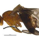 Image of Pelidnoptera leptiformis (Schiner 1862)