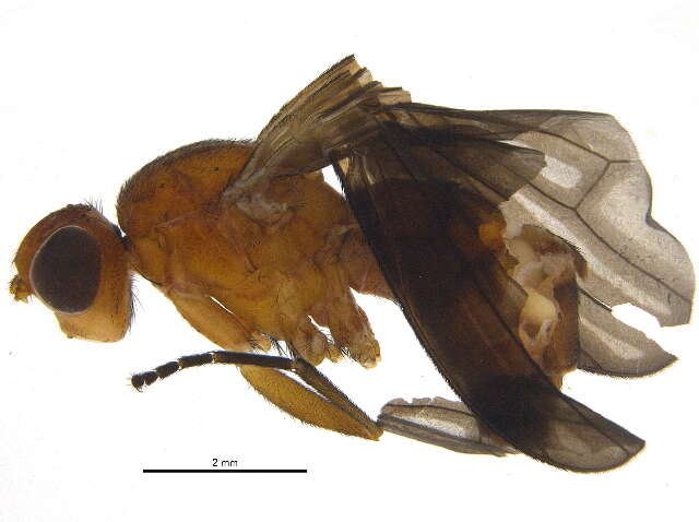 Image of Pelidnoptera leptiformis (Schiner 1862)