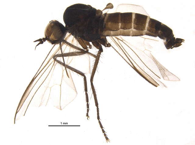 Image of Rhamphomyia