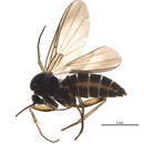 Image of <i>Docosia fuscipes</i> (Roser 1840)