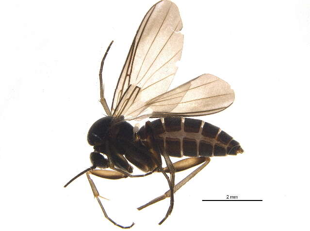 Image of Docosia fuscipes (Roser 1840)