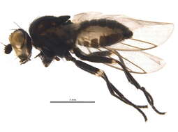 Image of Napomyza