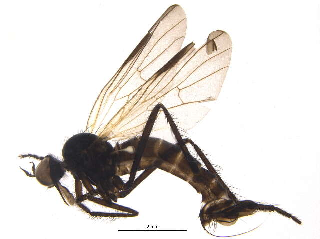 Image of Rhamphomyia